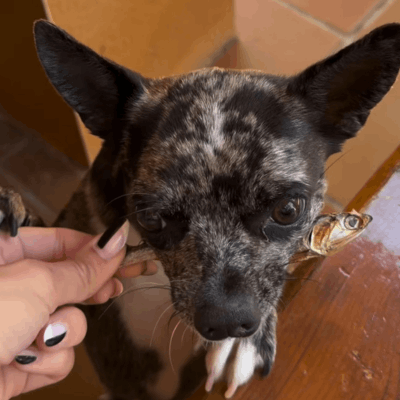 Boston, chihuahua de @bostonelchihuahua, con snacks Doggou