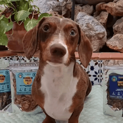 Jara, teckel arlequín de @jara.lasalchii, con snacks Doggou
