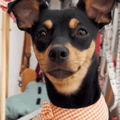 Ona, pincher de @ona_pincher, con snacks Doggou